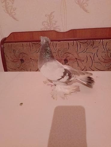 тоюта: Голубь двухчубый закрытый игрой продаю или обмен. на белую голубку — 2