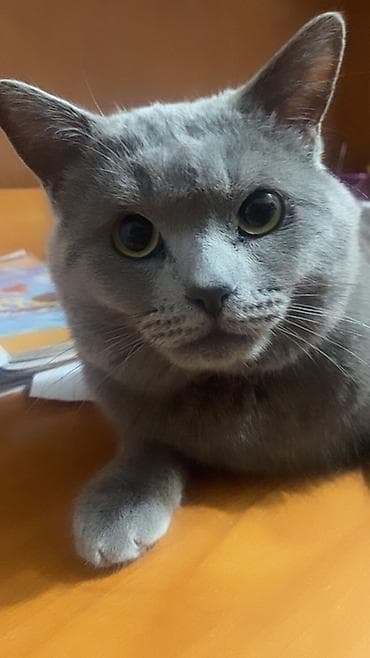 шотландский скоттиш страйт: Шотландская кошка (окрас: серый/голубой), короткошёрстная. Крупные — 1