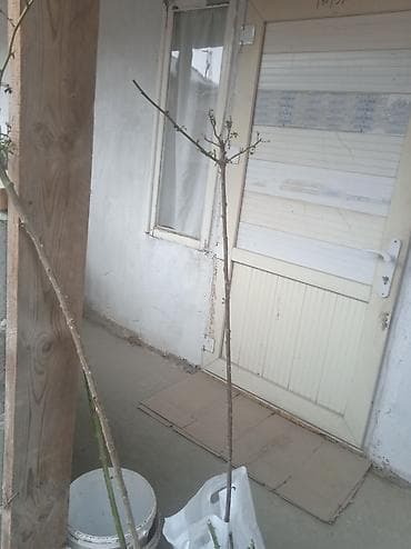 пик курулуш: Кладка стен и перегородок из блока/кирпича - Профессиональная кладка — 3