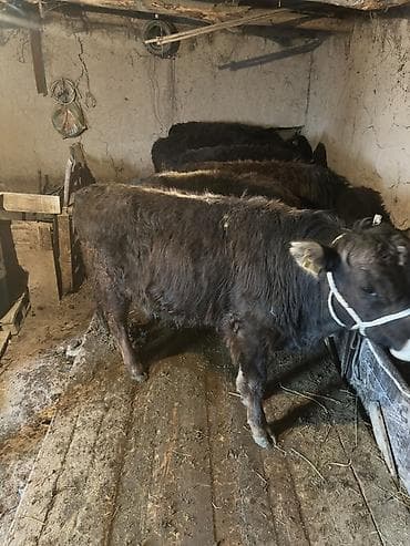 Продаю | Бык (самец) | На откорм | Привязанные