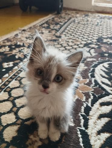 г ош кошка: Кошка даром: Сиамская, 1 месяц, Девочка, Приучена к лотку — 2