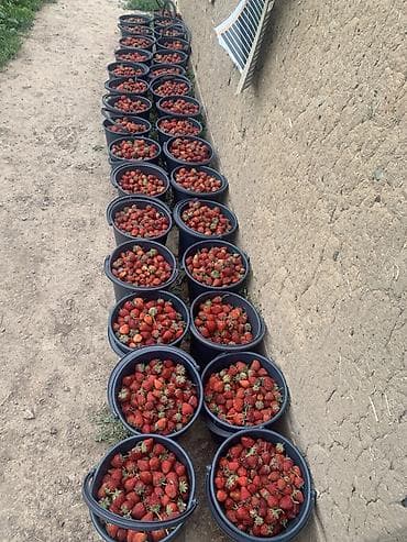 аджва финики цена: Клубника кулпунай сорт черный принц Принимаю заказы на рассаду — 5