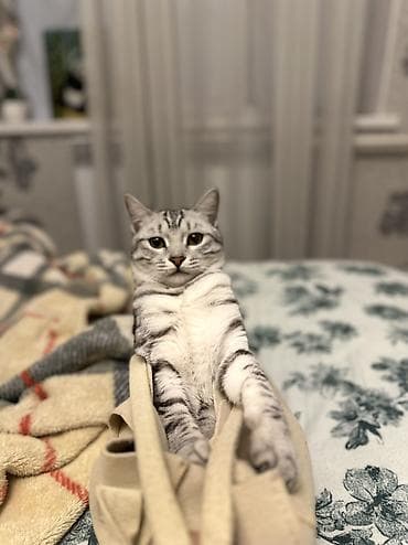 уй сатылат бишкек 2022: Британ кыска жүндүү, 1 жаш, Эркек, Аргын, Лотокко барууга үйрөтүлгөн, Курттардан тазаланган — 7