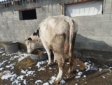 А/ч жаныбарларын сатам: Сатам | Уй (ургаачы) | Аргын | Сүт алуу үчүн — 1