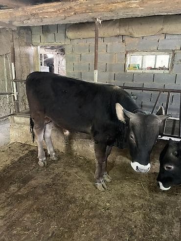 продается кашара: Продаю | Бык (самец) | На откорм | Привязанные — 4