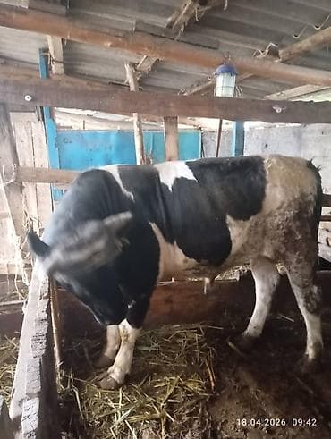 Продаю | Бык (самец) | Для разведения | Привязанные