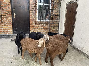 Үй жаныбарлары: Сатам | Козу | Союуга — 3