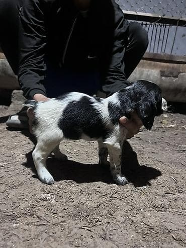 бенгальская кошка домашняя: Щенок с черно-белым окрасом, коротким хвостиком и плотным костяком — 9
