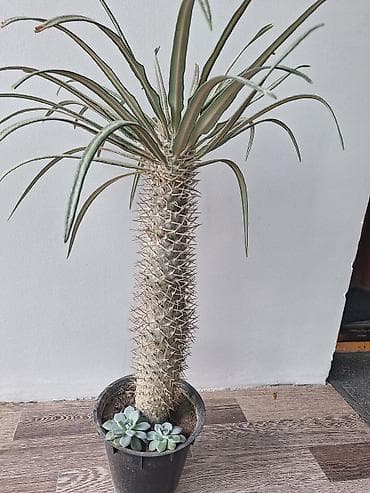 Бөлмө өсүмдүктөрү: Пахиподиум ламера (Madagascar Palm) в горшке - Эффектное комнатное — 1