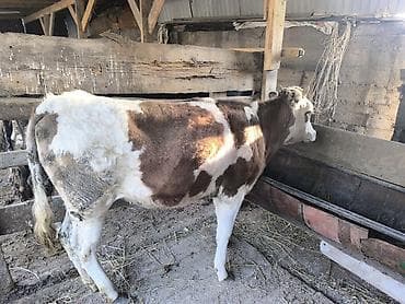 бык: Продаю | Тёлка | Алатауская | Для разведения | Не стельные — 9