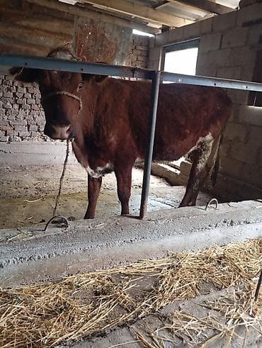 Продаю | Корова (самка) | Симментальская | Для молока | После отела — 2