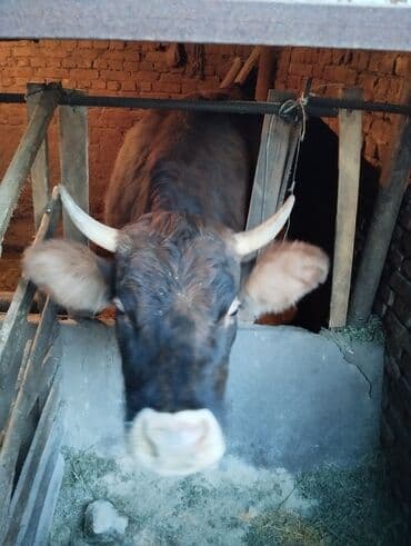 племенные коровы молочные купить: Продаю | Корова (самка) | Швицкая | На откорм | Племенные — 3