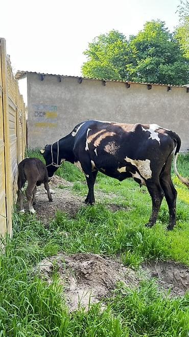 бычки сементал: Продаю | Корова (самка) | Для молока | После отела — 3