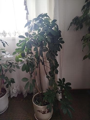 гүл койгуч: Шефлера крупные комнатные растения в напольных керамических горшках — 2