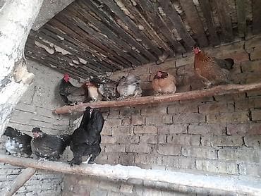 Ветеринар кызматы: Сатам | Тооктор | Үй | Көбөйтүү үчүн — 3