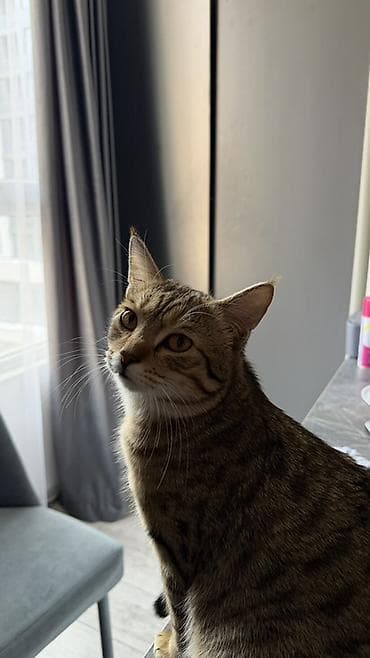 жаны асый: Мышык бекер берилет: Породасыз, 8 айлык, Эркек, Лотокко барууга үйрөтүлгөн, Курттардан тазаланган — 1