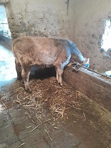 ящик для белья: Продаю | Тёлка | На откорм | Привязанные — 3