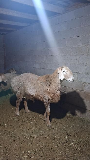Продаю | Баран (самец) | Арашан | Для разведения | Племенные — 2