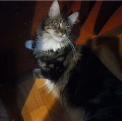 Кемирүүчүлөр: Продам девочку породы мейн-кун ответственным и любящим эту породу — 1