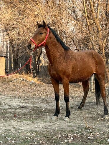 племенные коровы молочные купить: Продаю | Жеребец | Английская | Для разведения | Племенные — 1