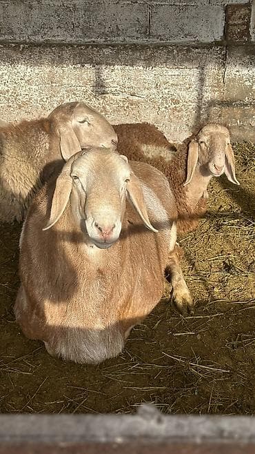 Ветеринар кызматы: Сатам | Ургаачы кой (ургаачы) | Көбөйтүү үчүн — 8