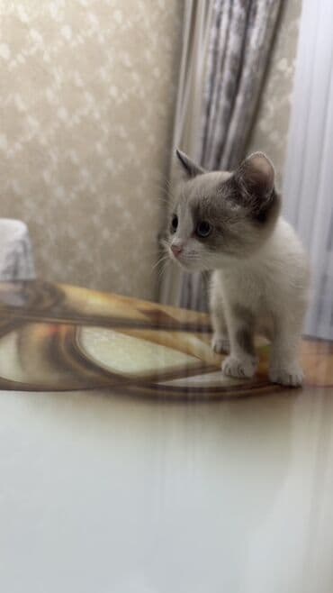 шотландские шиншилла котята купить: Отдаем в хорошие руки котёнка с необычной окраской поинт (серо-белый — 4