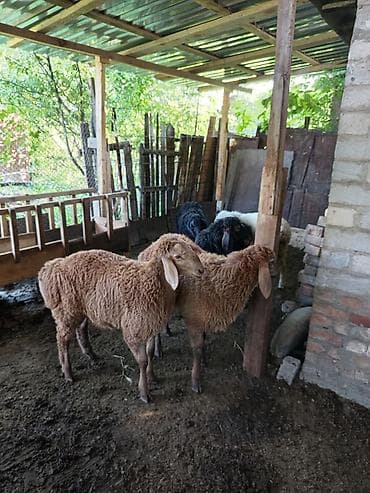 продаю барашек: Продаю | Баран (самец) | Арашан | Для разведения | Осеменитель — 2