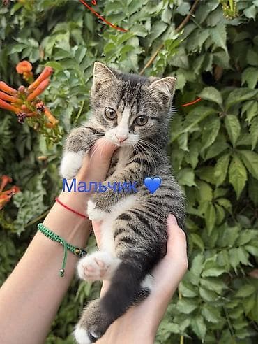 scottish fold: 3 месяца, Девочка, Метис, Приучена к лотку, Проглистована — 3