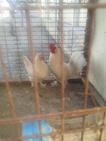 тез арада: Карлик пара сатылат алмашу жолдору бар домашний тооко алмашам адрес — 3