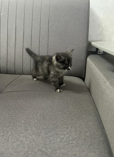 вислоухая кошка сколько стоит: Котёнок, пушистый дымчато‑чёрный с белыми носочками и «галстуком» — 1