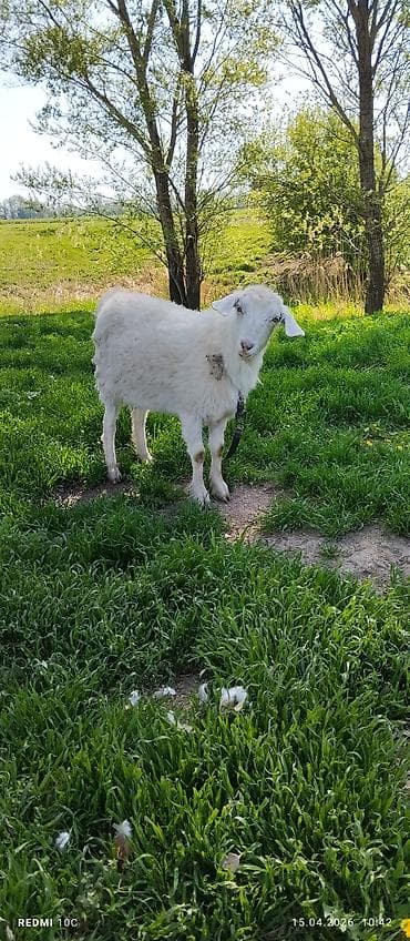 телята музо: Продаю | Коза (самка) | Полукровка | Для молока | Котные — 1