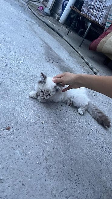 Үй жаныбарлары: 3 айлык, Эркек — 3