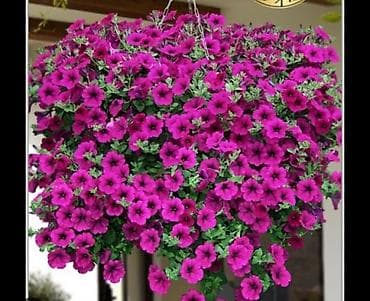 Петуния каскадная, фуксия/пурпур - Ампельный сорт с обильным