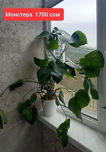 орхи: Комнатные растения в офис иди для больших домов. Все цены указаны на — 7