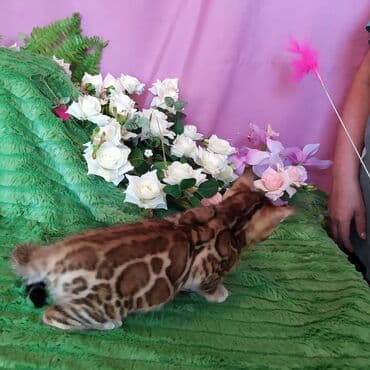 леопардовая кошка цена: Бенгальские котята !!! домашние. мини леопардики. Друзья у нас — 2