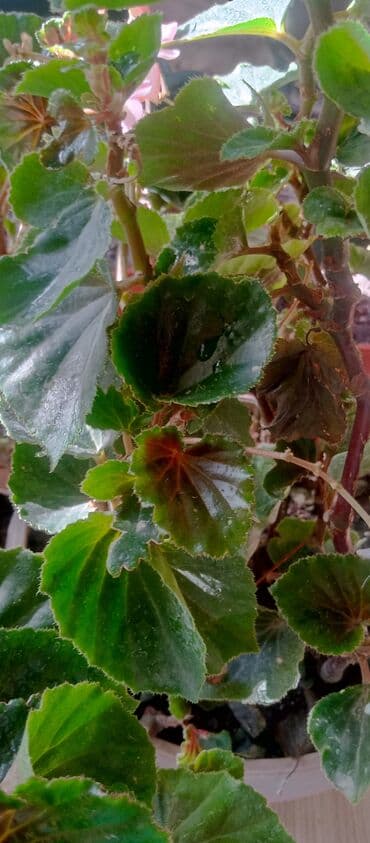 купить рассаду помидор в бишкеке: Бегония — 3