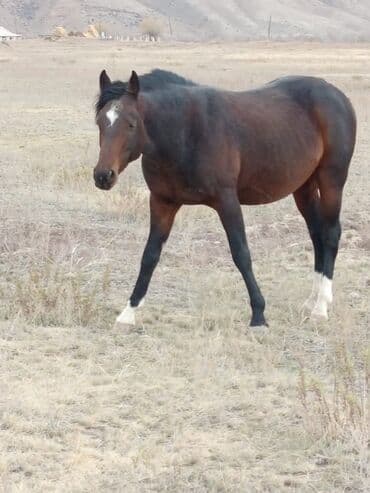 купить рабочую охотничью собаку: Сатам | Жылкы (эркек) | Жумушка — 1