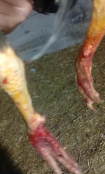 фазан бишкек: Сатам | Короздор | Тебиштирүүчү | Көбөйтүү үчүн — 3