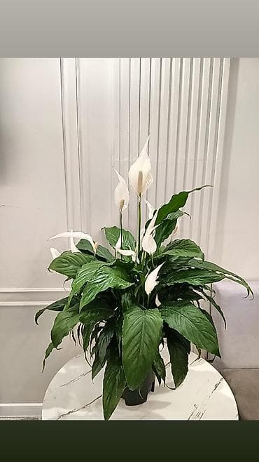 Комнатные растения: Спатифиллум (Spathiphyllum) — крупный комнатный цветок с белыми — 1