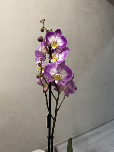 петуния цветы: Орхидеи сортовые в наличии.Цена от 800c-1600с.Бишкек — 9