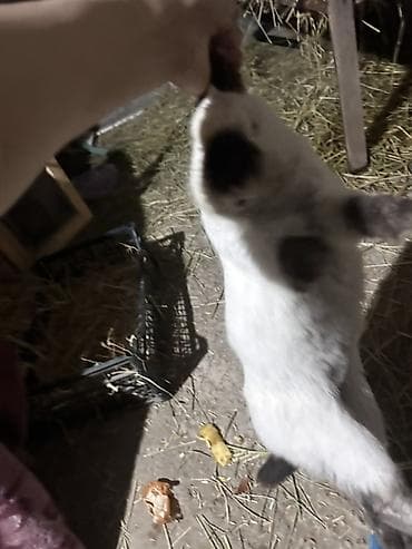 тропические декоративные растения: Пуховые декоративные кролики, окрас — чёрный/темно‑серый. - — 6