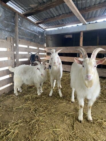 Эчкилер, текелер: Сатам | Эчки (ургаачы) | Көбөйтүү үчүн — 4