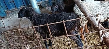 Үй жаныбарлары: Сатам | Ургаачы кой (ургаачы) | Көбөйтүү үчүн | Асыл тукумдуу — 3