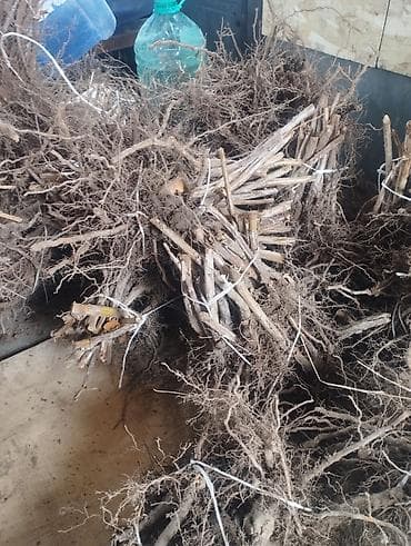 грядки: Саженцы малины (корневые отпрыски, пучки) - Посадочный материал — 2