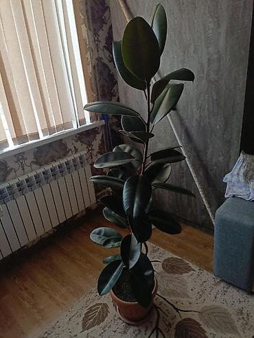 Фикус эластика (каучуконосный), комнатное дерево в горшке. - Высота