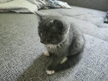 коты город ош: Котята, домашние, ласковые. Смешаны с Мейкуном Особенности: - — 2