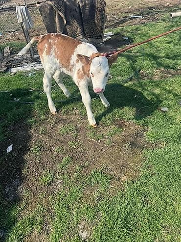 телки швицкой породы: Продаю | Музоо, торпок | Для разведения | Привязанные — 2