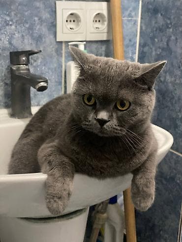 scottish fold: Британская короткошёрстная, более 5 лет, Мальчик, Серый, Приучена к лотку — 2