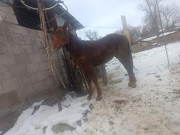 бычки в канте: Продаю | Жеребенок | Рабочий — 3