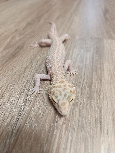 d cat: Эублефар (леопардовый геккон), светлый морф. Пол: женский Описание: - — 2